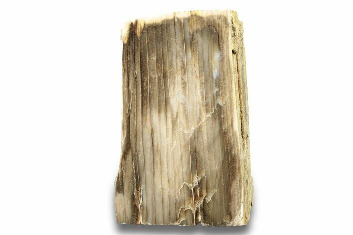 Polished, Petrified Wood (Metasequoia) Stand Up - Oregon #263768